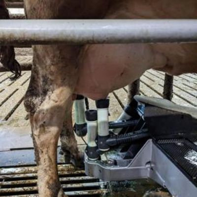 Walk and Talk - milking cows